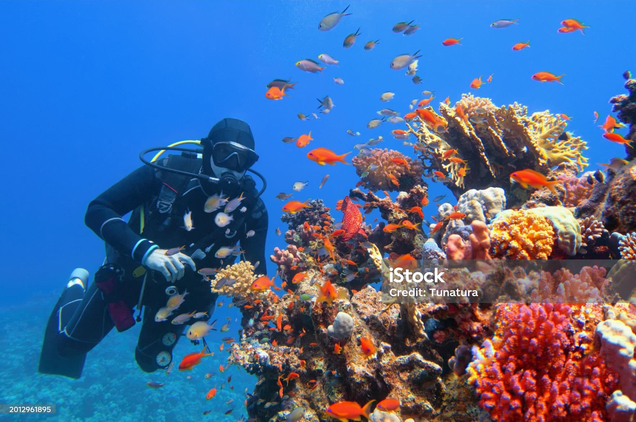 스쿠버 다이빙과 프리다이빙의 차이점