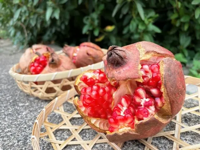 석류즙 항상화 성분