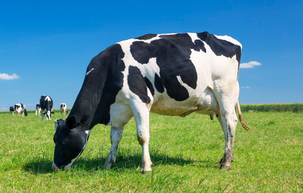 milk cow