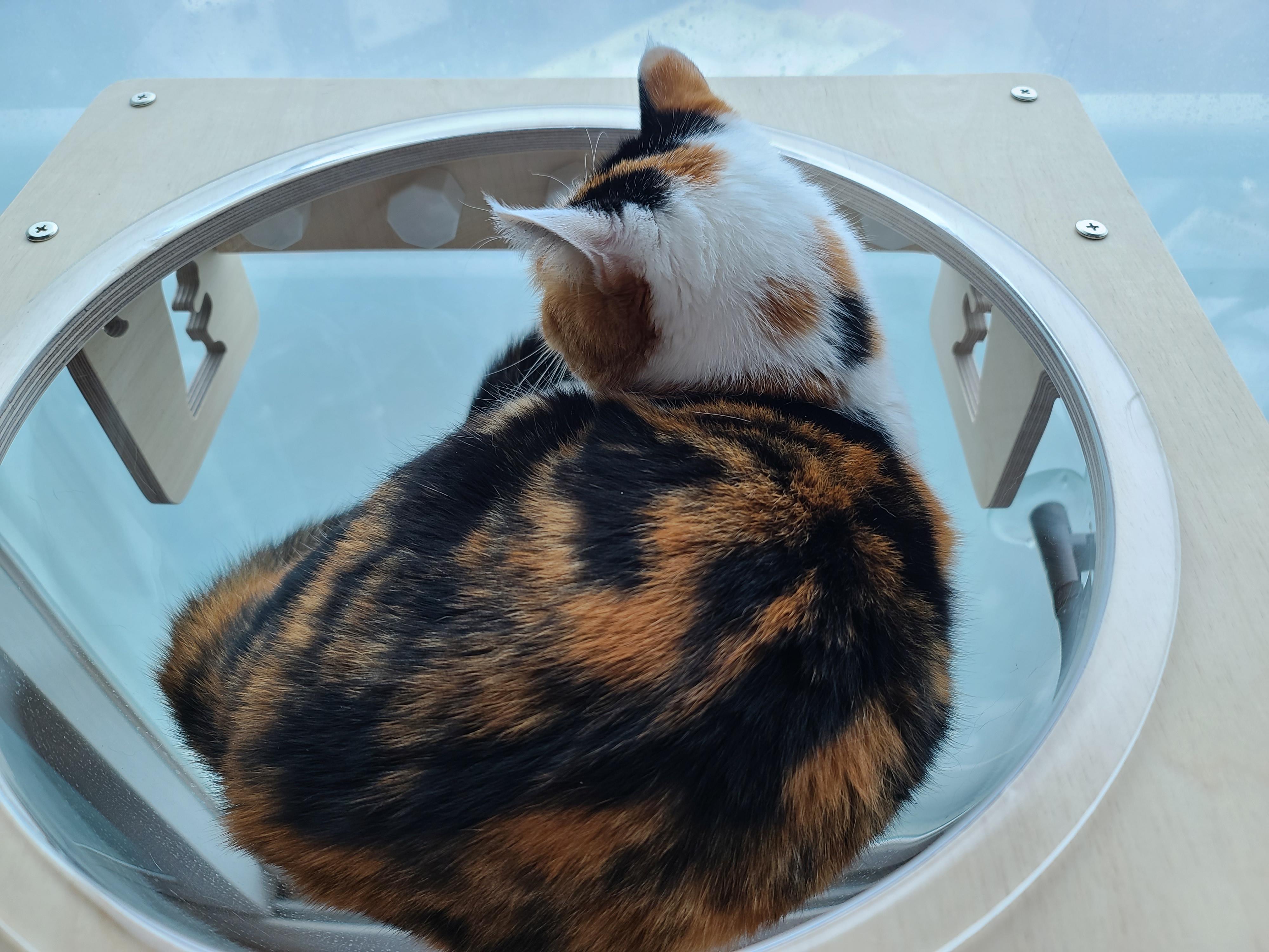 역시 니가 첫번째일줄 알았어 요미야 ㅋ(feat.캣볼 뷰 맛집_젤리,창밖)