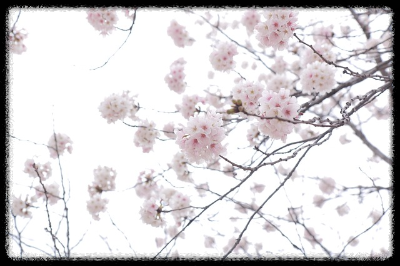 벚꽃