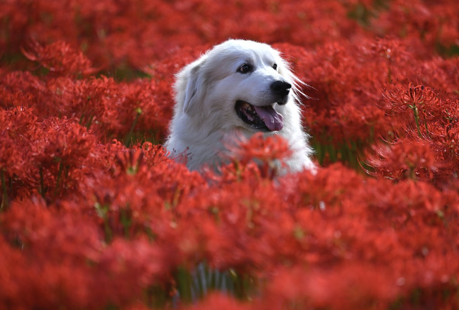 2023년 개띠 운세