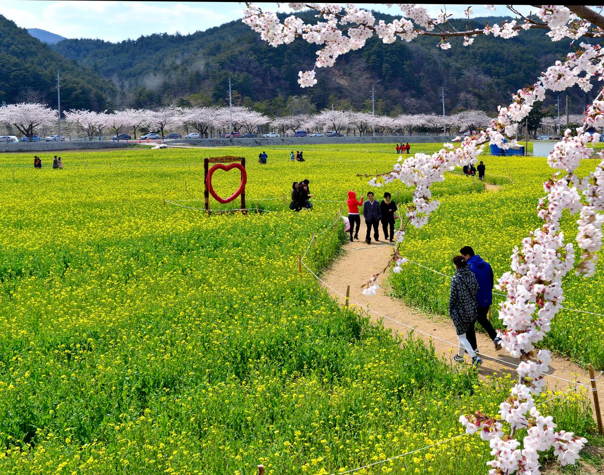 삼척 맹방 유채꽃 축제 6