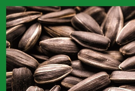 면역력높이는법