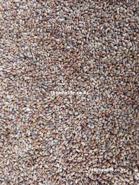 신장에 좋은 음식 결명자 차 실사진