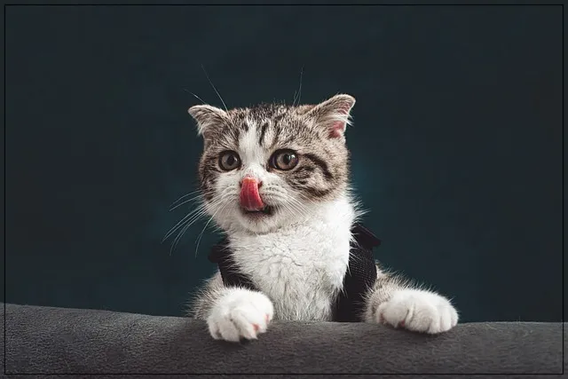 고양이-음수량-코를-핥는-고양이