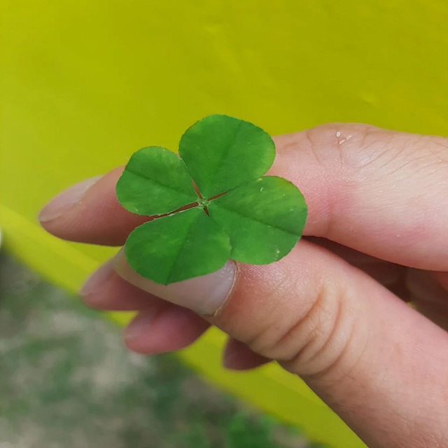 로또복권 모바일 구매