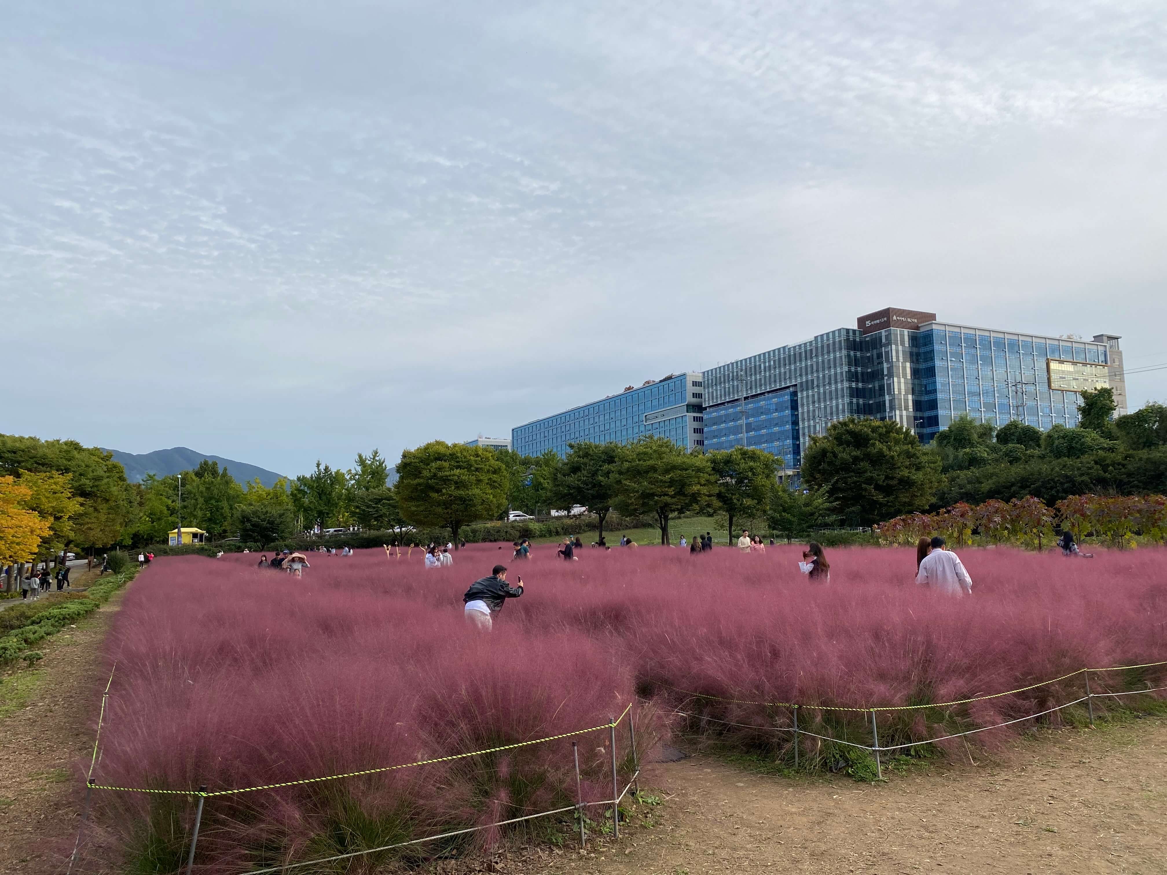 핑크뮬리 하남미사 경정공원 조정경기장