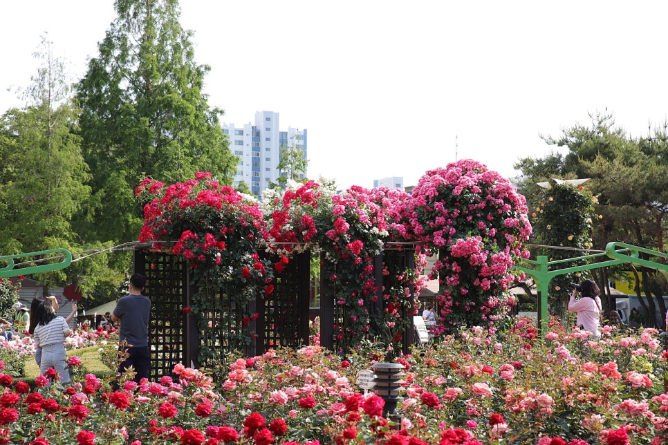 장미꽃 필 무렵