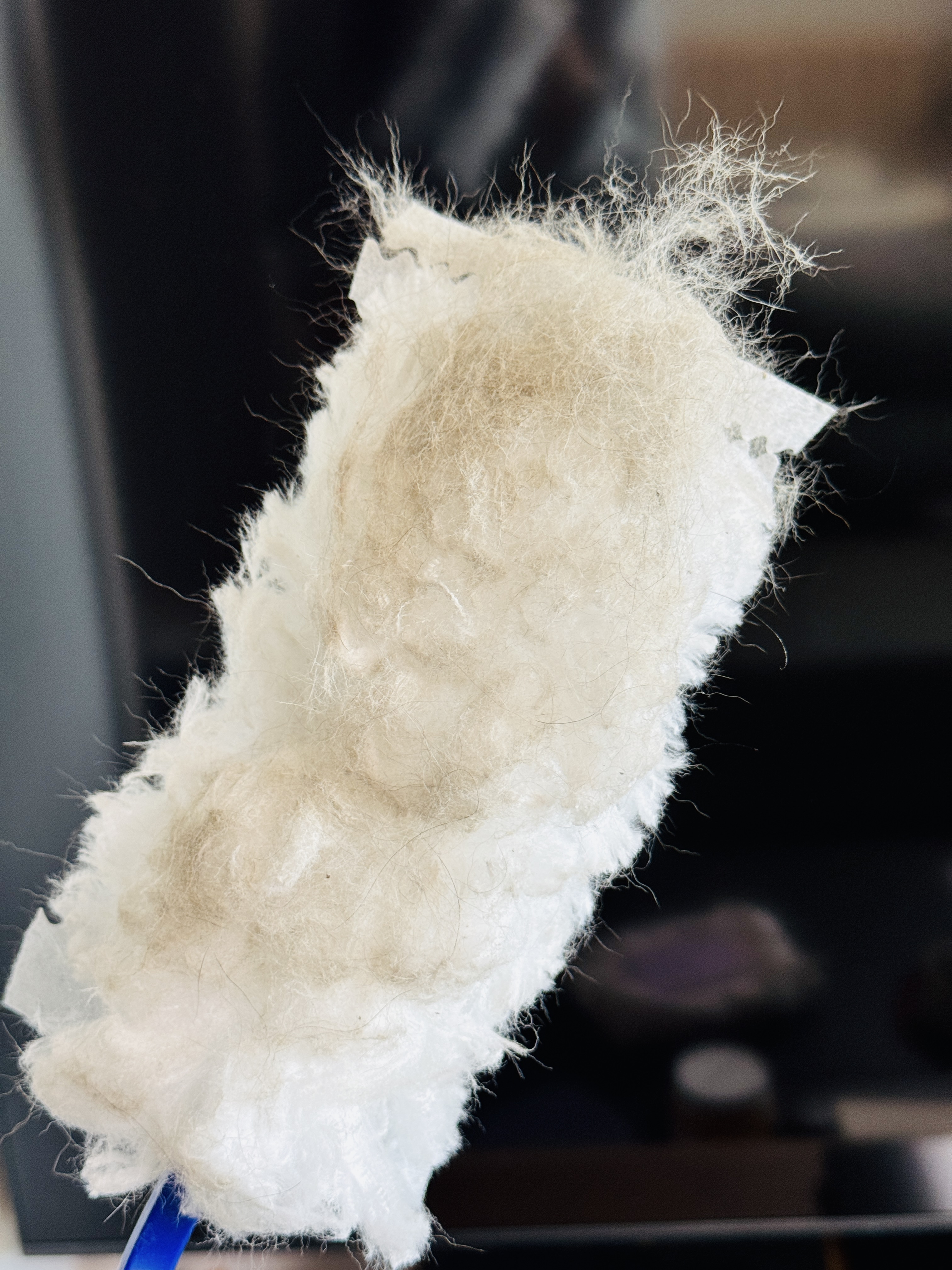 내돈내산 대쉬 먼지팡 리얼 후기