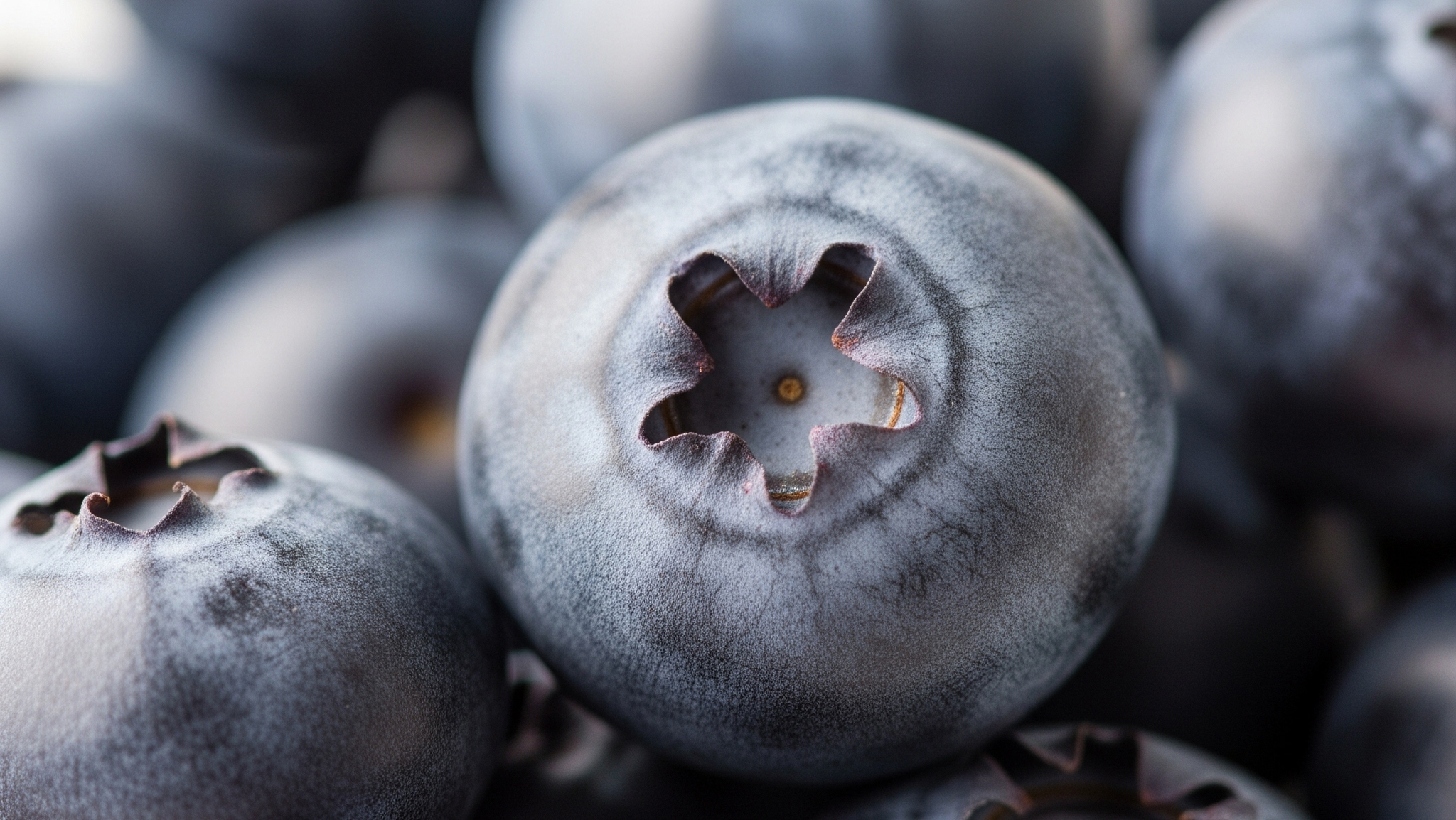 블루베리 관련 이미지