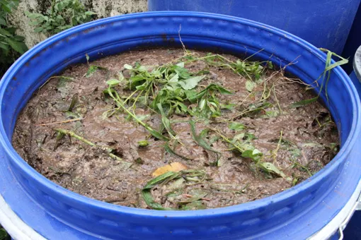 액비 희석비율 주기맞추기 잎색개선 안전한 급수 방법_2