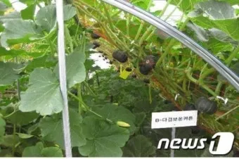 단호박 재배 직파 요령 덩굴 유인 당도 관리_5