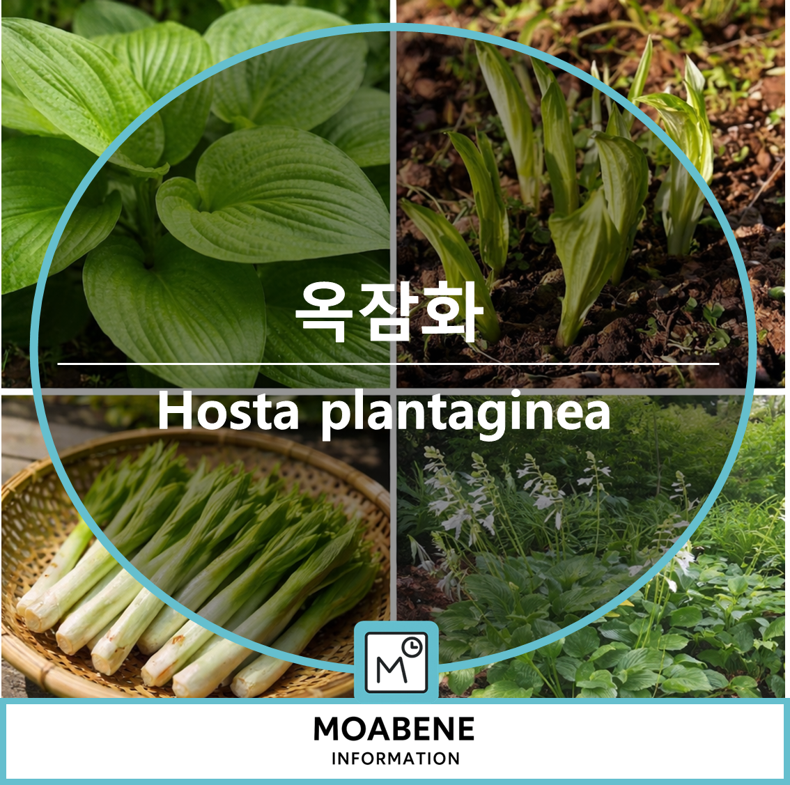 옥잠화(Hosta plantaginea) 알아보기: 잎과 꽃 특징, 채취 시기, 활용법까지