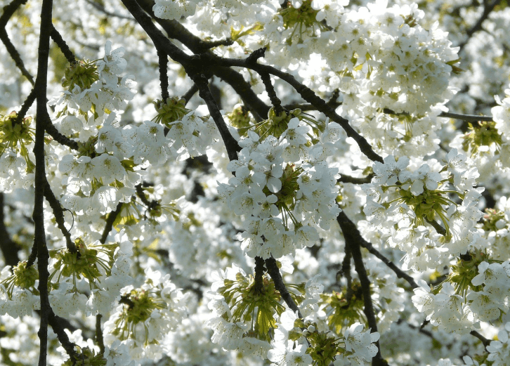 여의도 벚꽃 축제 