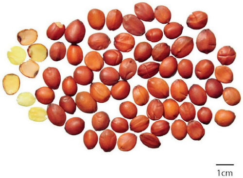 혈압조절,자연식품,고혈압,심혈관계,한방차