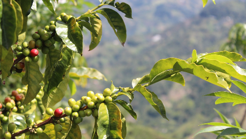 커피나무