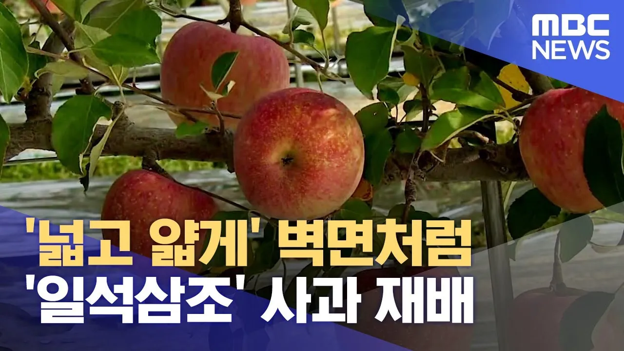사과 재배 적과 시기 착색 관리 당도 향상_8