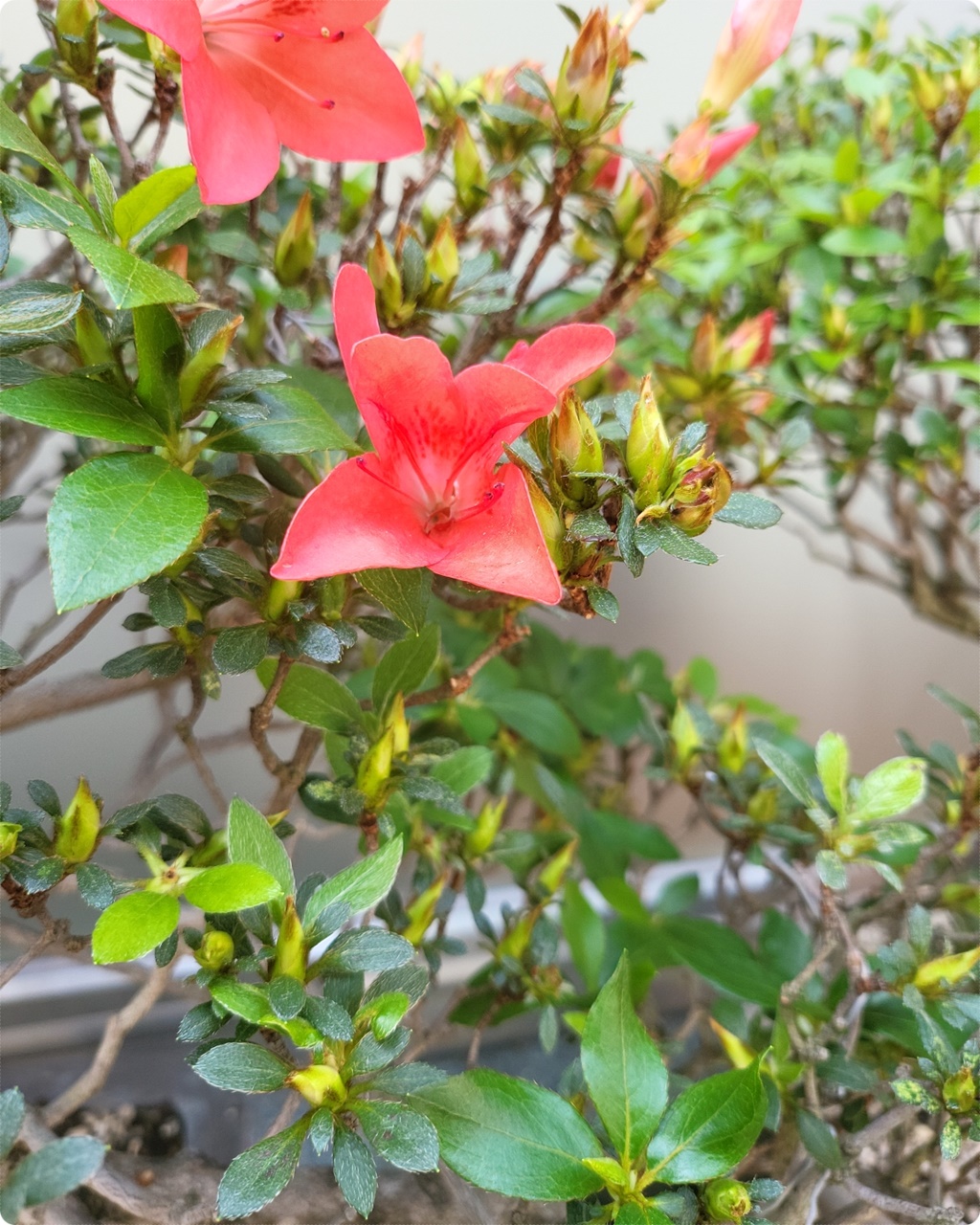 예쁘게 핀 꽃