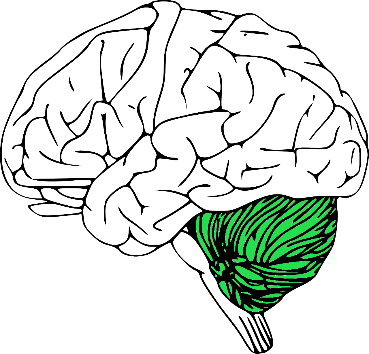 소뇌장애의 특징 및 재활치료