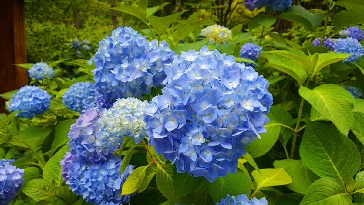 화담숲 여름 수국 축제 사전예약 바로가기