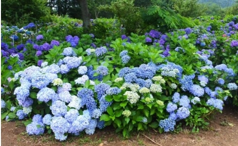 2024년 7월 여름 전국 수국 축제 일정