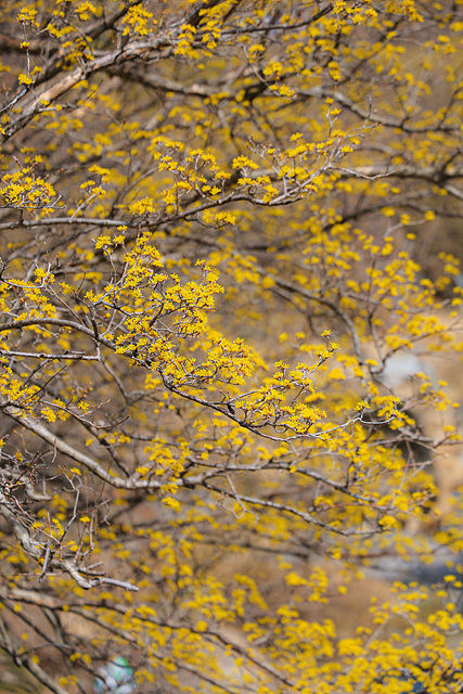 2025 구례 산수유축제 실시간 주차장