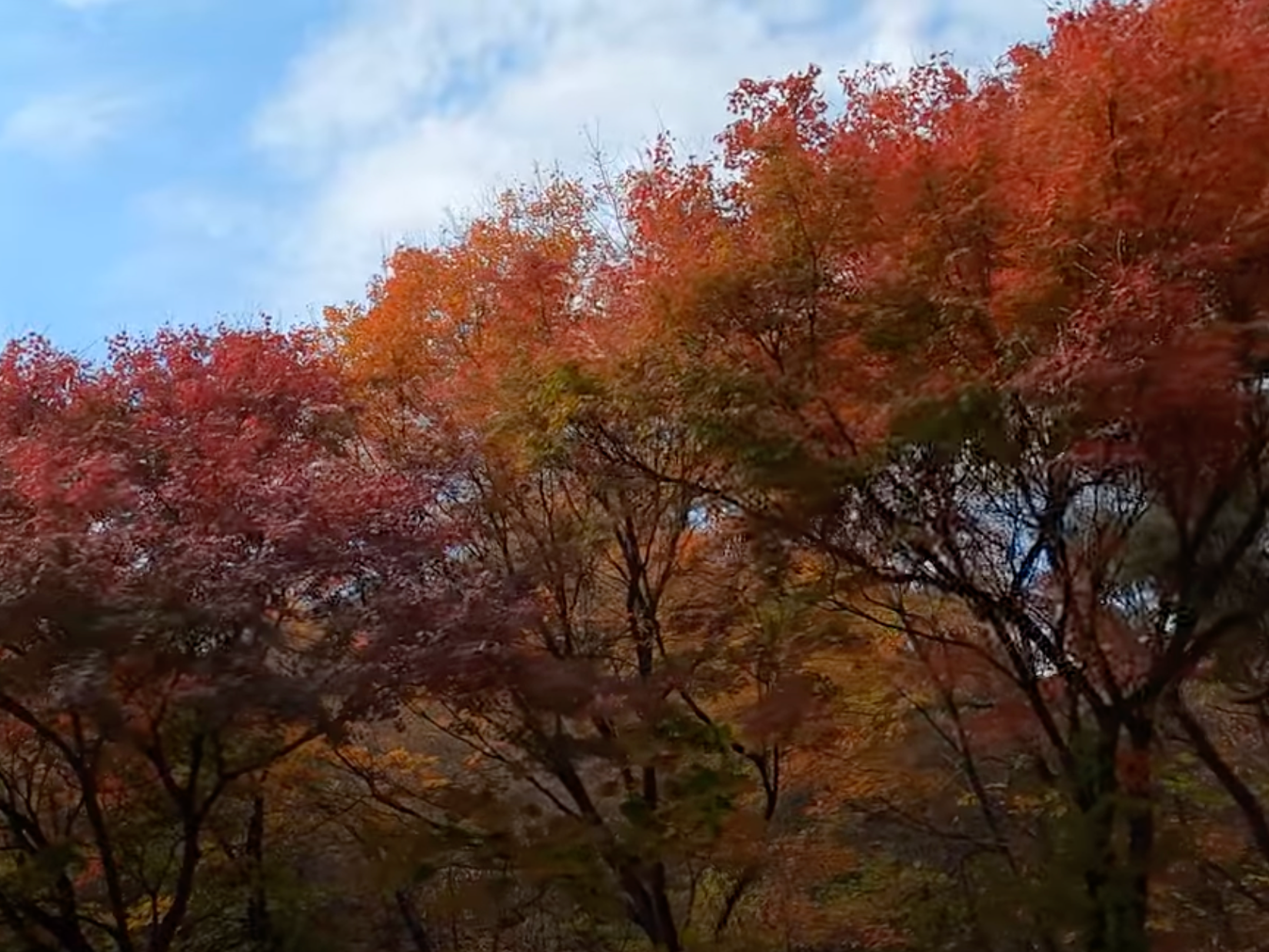 남산 둘레길 사진