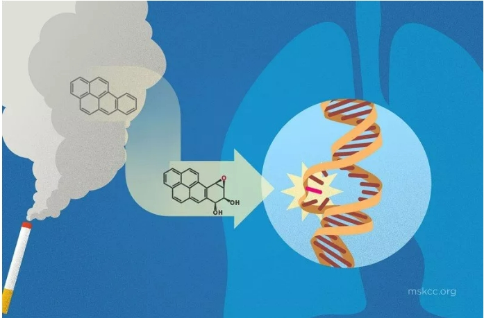흡연, 암 유발 DNA 돌연변이 일으킨다: 연구결과 Study confirms smoking causes DNA mutations that lead to cancer