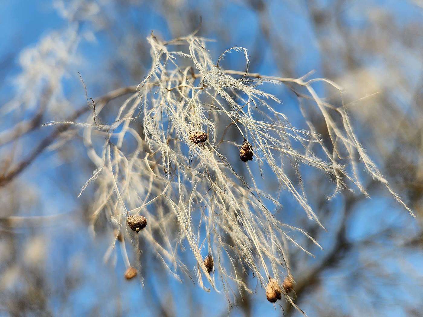 안개나무(자엽안개나무) Smoke tree