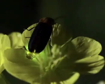 무주 반딧불이 축제4