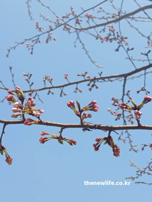 2026년 서울 벚꽃 개화 시기 여의도 사진