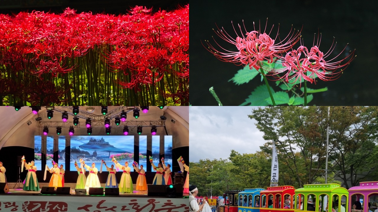 영광 불갑산 상사화축제