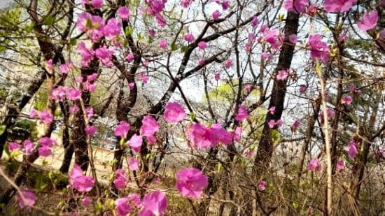 진달래꽃-종류-특성-흰진달래-털진달래