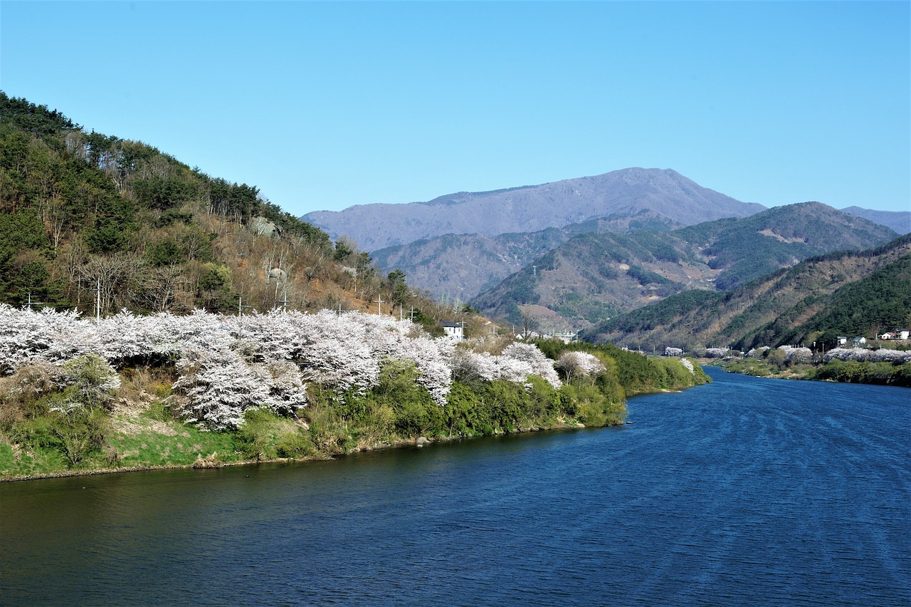 하동 섬진강 벚꽃 명소