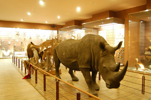 목포자연사박물관