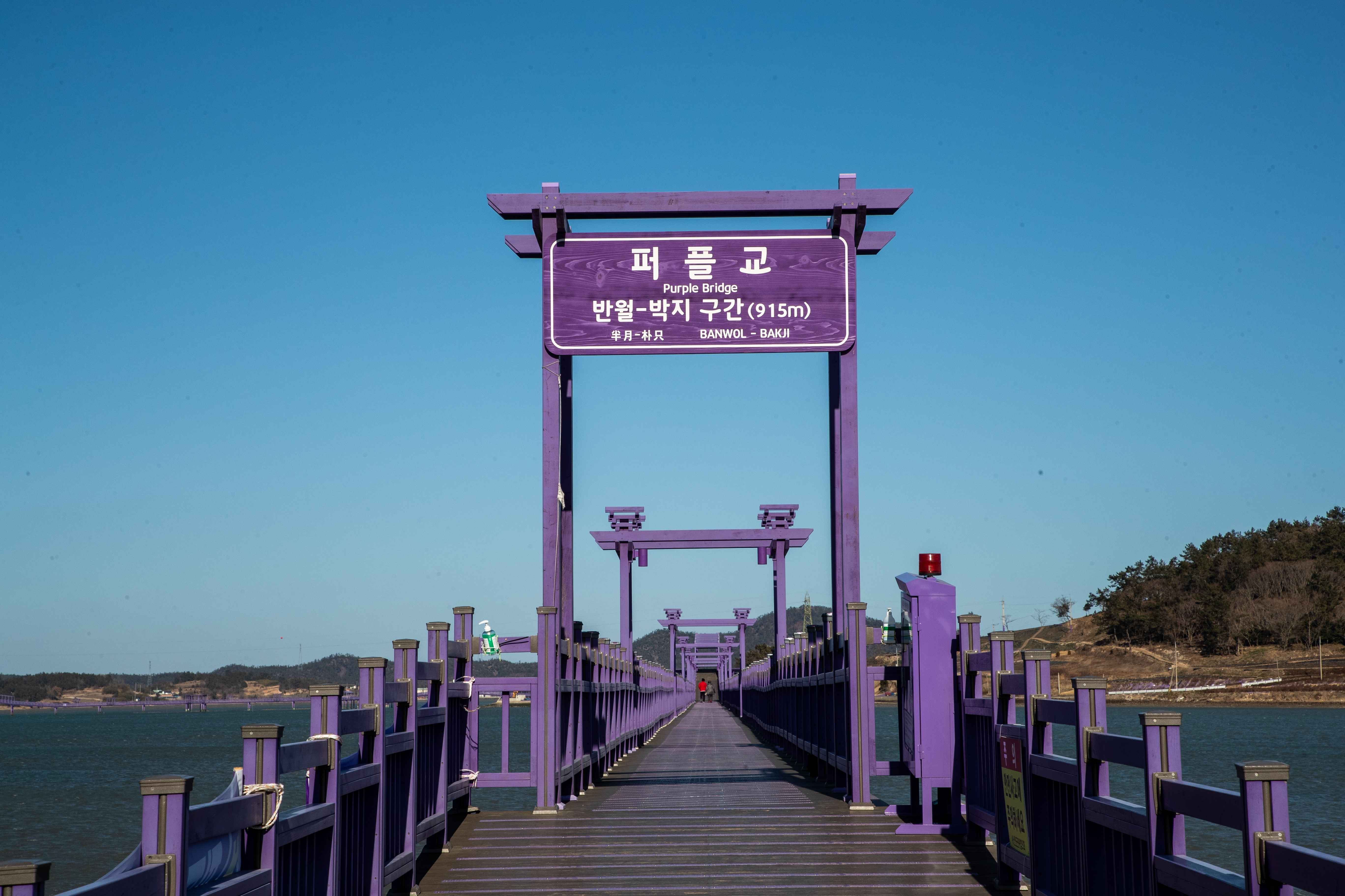 신안 퍼플섬과 퍼플교 사진