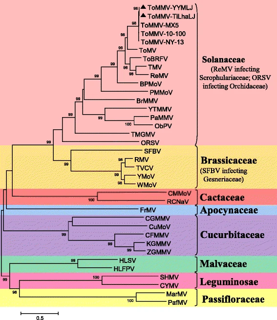 토바모바이러스 종