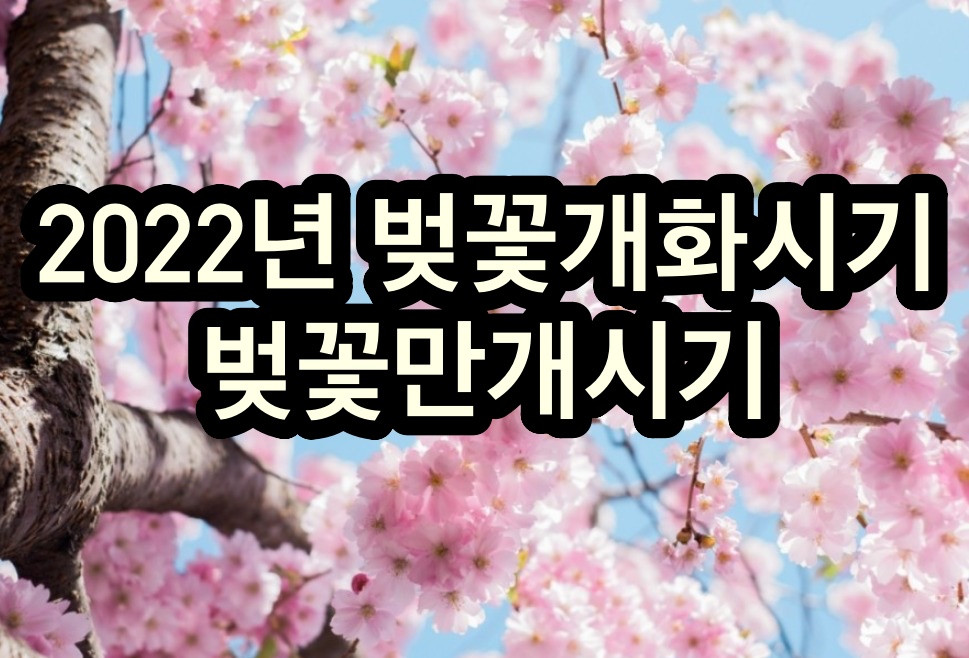 2022 벚꽃개화시기 벚꽃만개시기