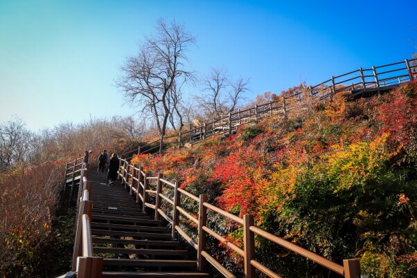 서울·수도권 가을 피크닉 명소 총정리 : 단풍 아래에서 즐기는 힐링 한 끼