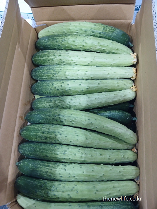 박스에 가지런히 정렬되어 있는 신선한 가시오이들의 모습-오이 영양성분 (100g 기준) 설명을 적합한 오이