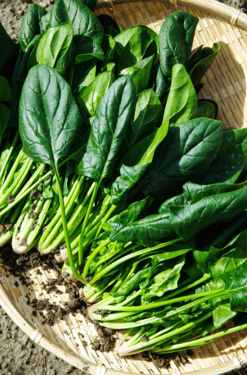 철분함유가 풍부한 녹색채소 시금치