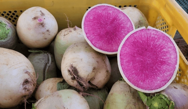 황금배추 &amp; 수박무 평택 &amp;#39;솔바위농원&amp;#39; 