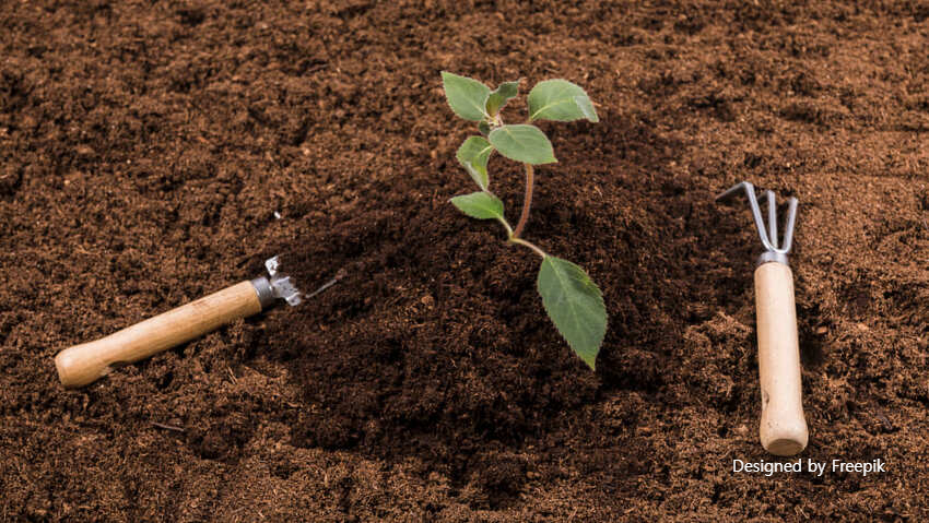 토란 심는 시기