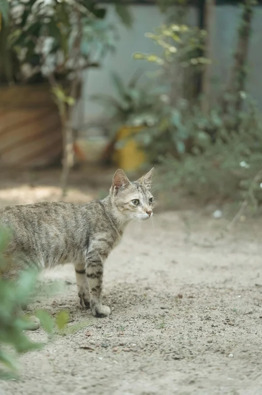 길고양이 입양 체크 사항