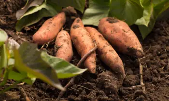 고구마 효능 및 영양성분, 보관방법