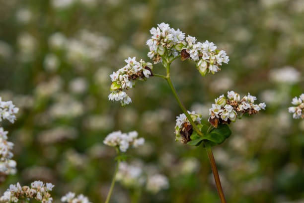 제주 보롬왓 메밀축제