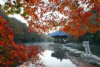 내장산 단풍 명소 단풍시기 산책로 사진스팟 한눈에_2