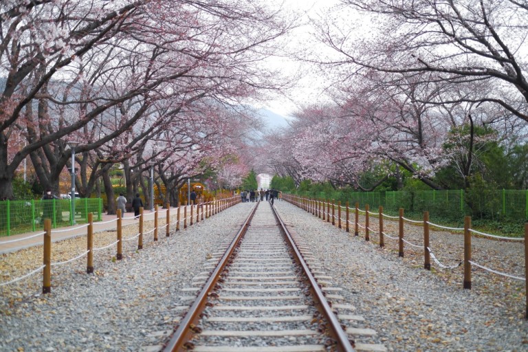 진해 경화역 벚꽃