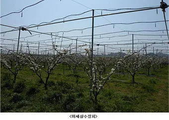 서리 발생 시기 농작물 보온 비닐 덮기 텃밭 관리_11